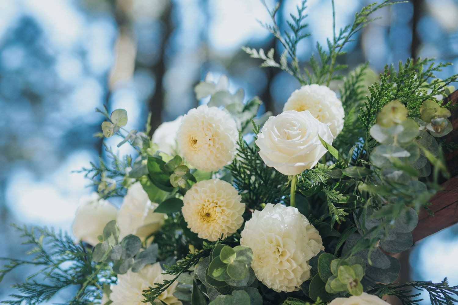 Beautiful white roses and green eucalyptus floral arrangement decorating a rustic wooden wedding arch.