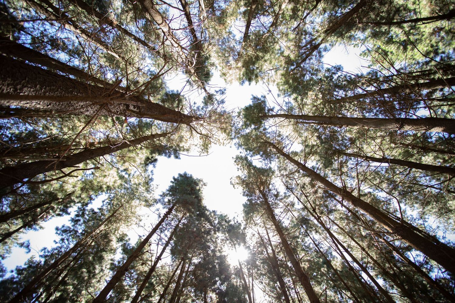Looking up through tall pine trees toward a bright sky at an outdoor wedding venue.
