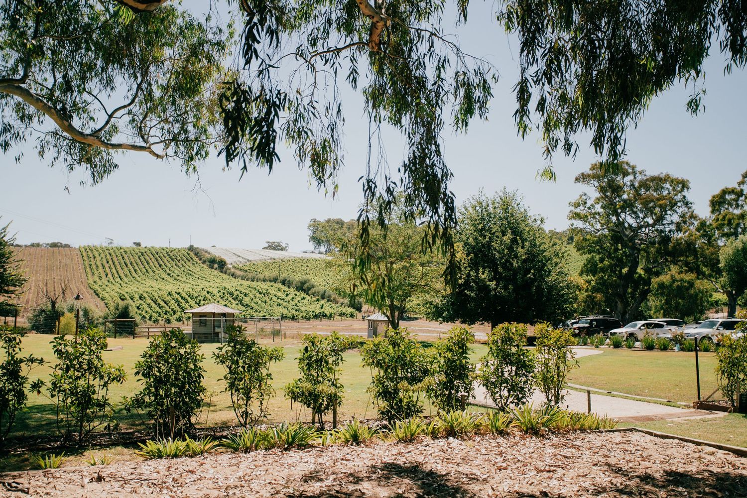 Scenic vineyard wedding venue with lush green rows of vines and manicured gardens under blue sky.
