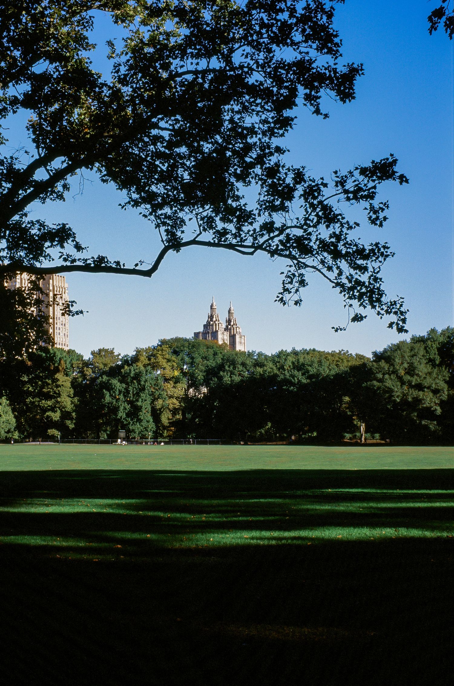 Church spires visible through tree branches across green lawn in Central Park.
