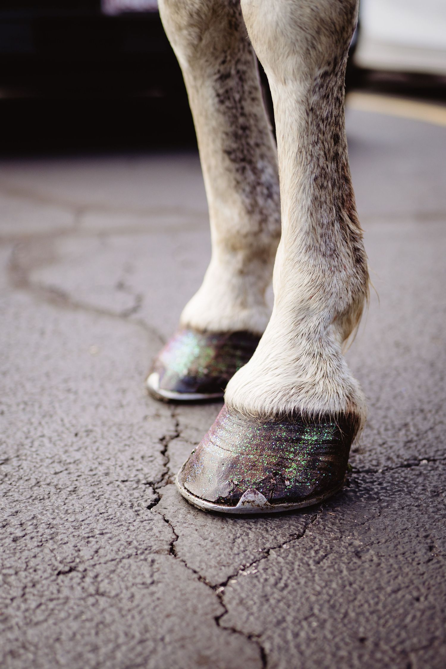 Close-up view of white horse hooves on cracked pavement showing details of horseshoes.