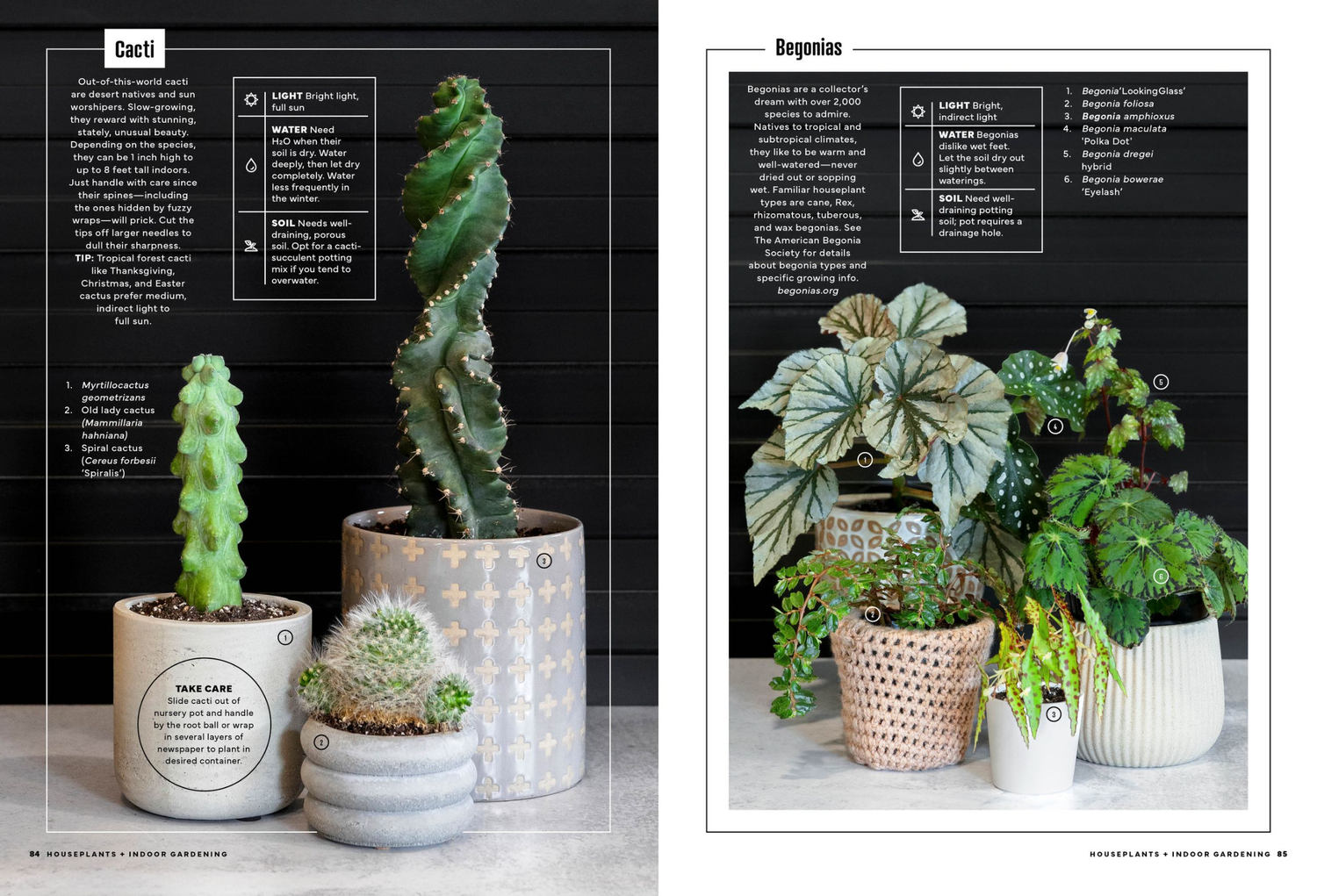 A magazine spread featuring cacti and begonia houseplants in decorative white pots against a dark background.