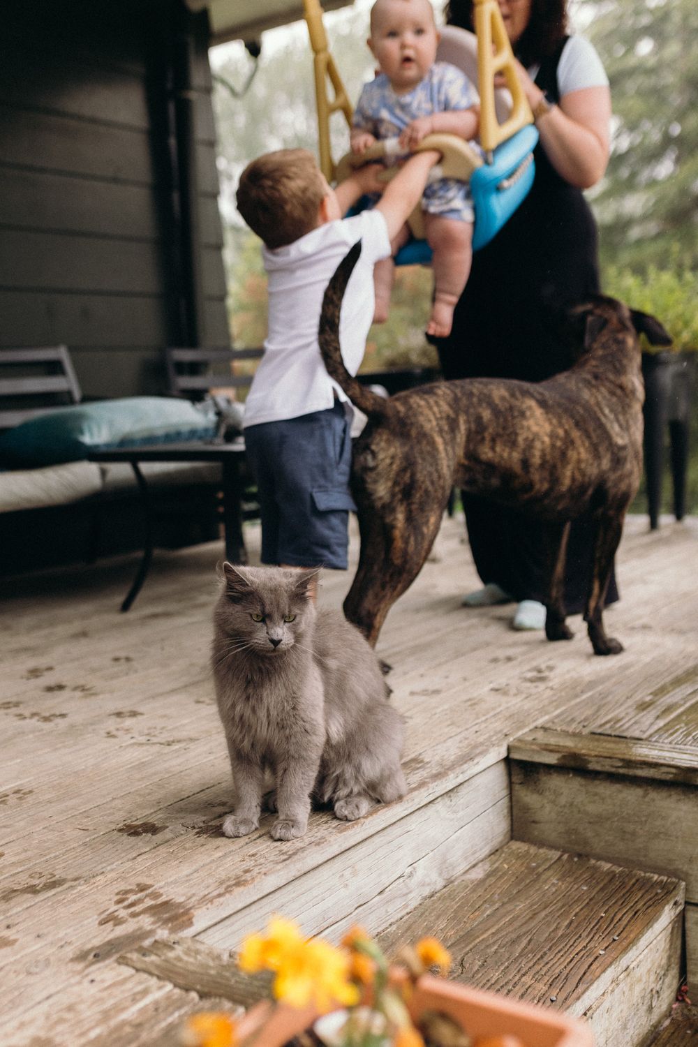 Two cats sit on a wooden deck while someone stands nearby with goldfish colored snacks on the floor.