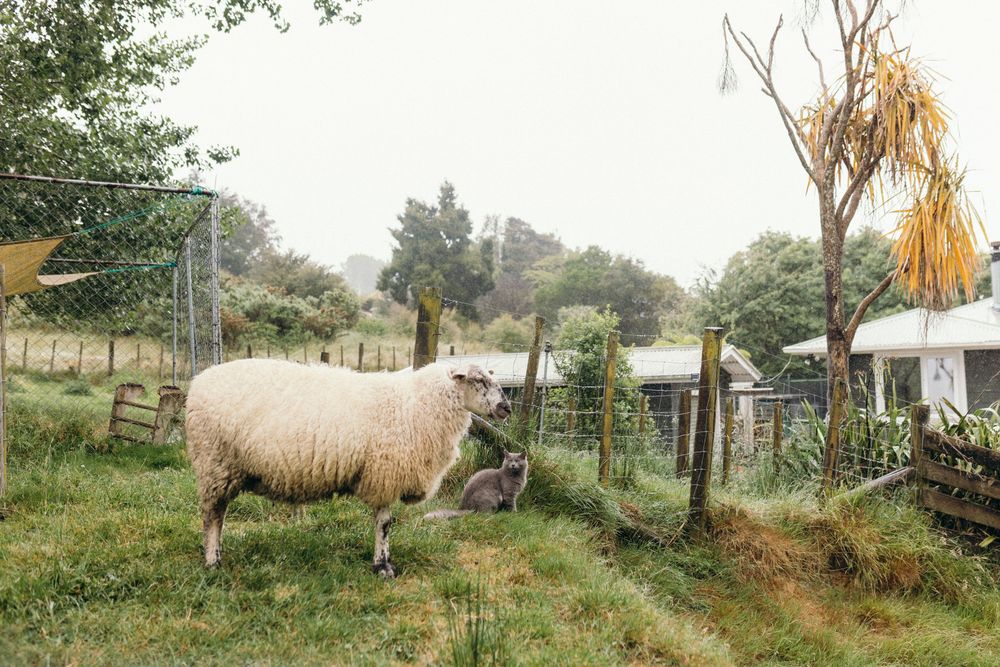 Panoramic countryside view showing sheep grazing in a fenced pasture with trees and buildings.