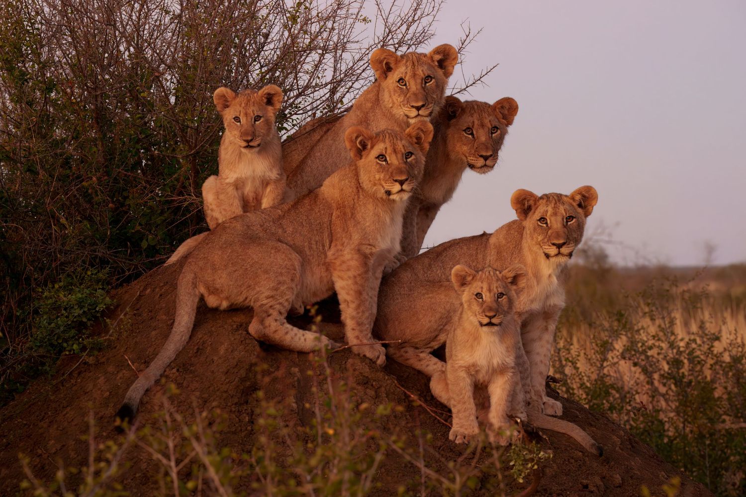 Seven young lions play and climb together on a tree branch in the African savanna during golden hour.