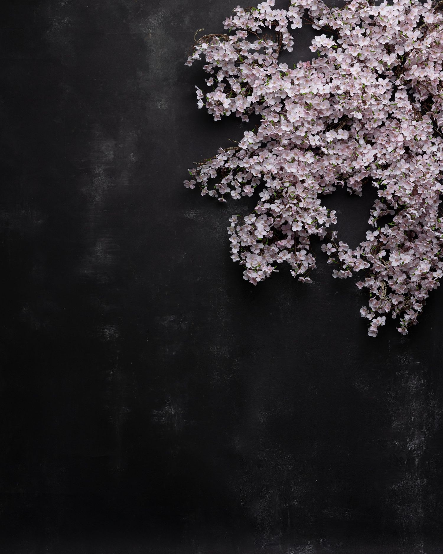 Cherry blossom branches with delicate pink flowers against a dark background create a dramatic contrast.
