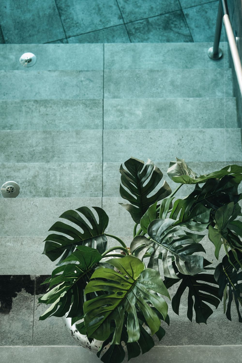 Large monstera deliciosa plant with dramatic split leaves against a turquoise tiled swimming pool.