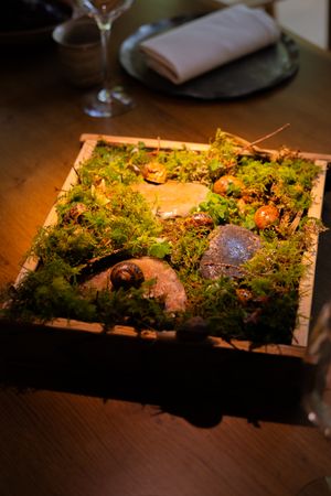 Decorative moss and natural elements arranged on a dark wooden display board.