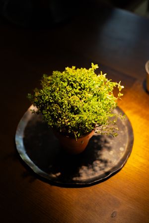 Fresh microgreens artfully presented on a dark ceramic plate under spotlight.