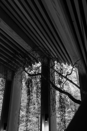 Dramatic black and white view of tree branches silhouetted against a striped architectural ceiling.