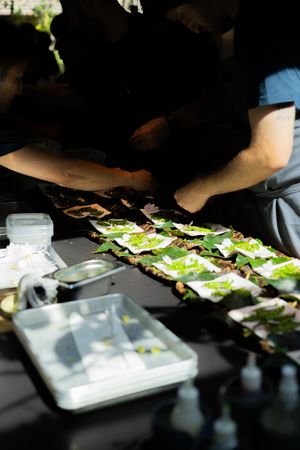 Fresh salads being prepared on white plates in a professional kitchen.