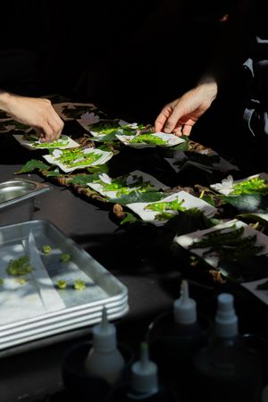 Hands carefully plating elegant dishes on white serving plates.