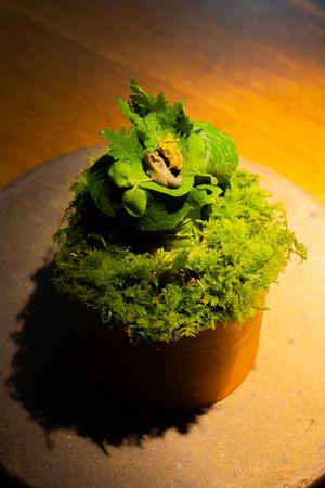 Fresh green lettuce and microgreens plated artistically on a dark surface with warm lighting.