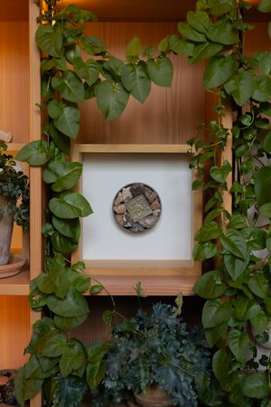 A circular stone mosaic art piece framed in white, surrounded by lush green climbing vines on wooden shelving.