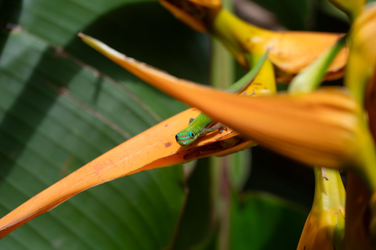Close-up of a tiny green lizard perched on an orange bird of paradise flower.