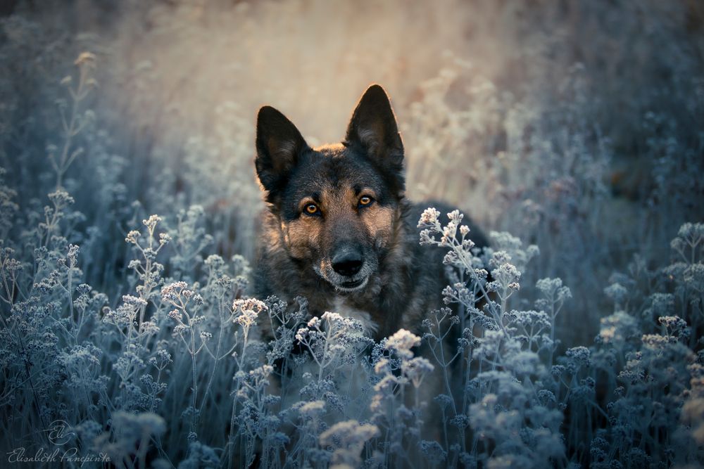 Photographe canin en Belgique. Canine photographer Belgium. Dog photographer Belgium. Photographe de chien en Belgique. Hondfotografie.