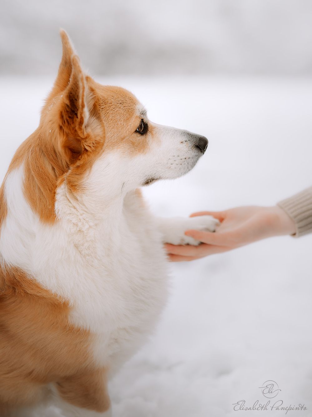 Photographe pour chien en Belgique. Corgi, canin, photographie haut de gamme.