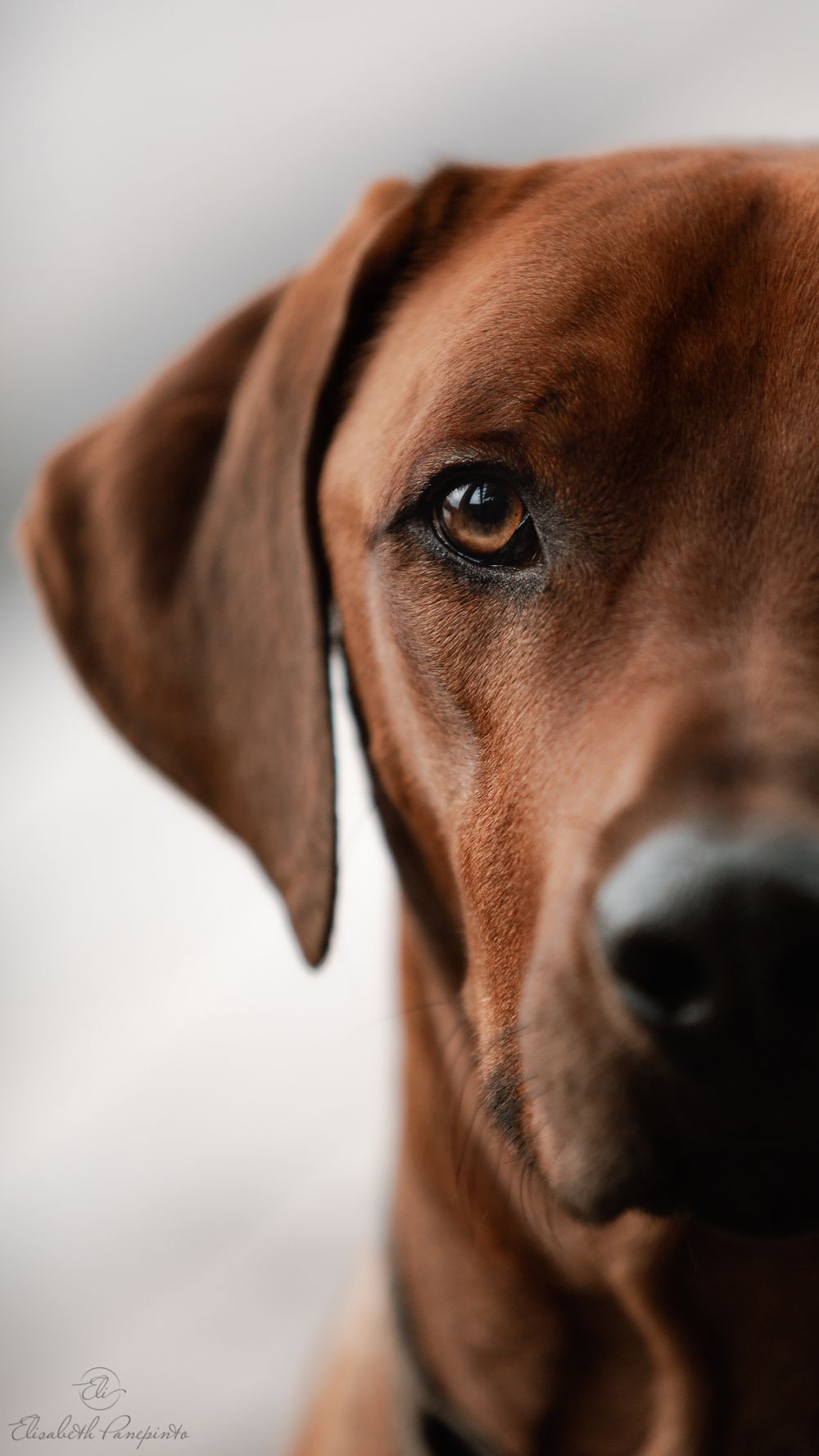 Photographe canin en Belgique. Canine photographer Belgium. Dog photographer Belgium. Photographe de chien en Belgique. Hondfotografie.