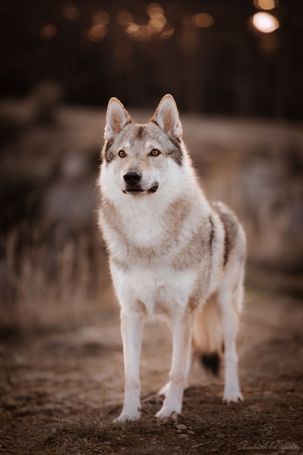 Photographe canin en Belgique. Canine photographer Belgium. Dog photographer Belgium. Photographe de chien en Belgique. Hondfotografie.