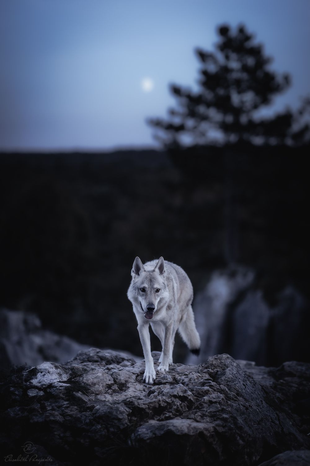 Photographe canin en Belgique. Canine photographer Belgium. Dog photographer Belgium. Photographe de chien en Belgique. Hondfotografie.