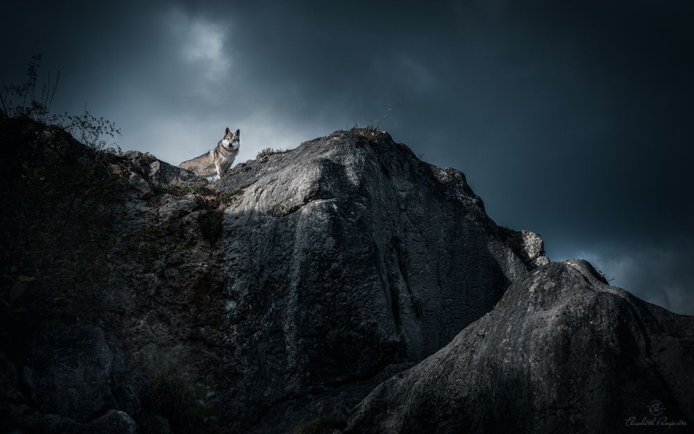 Photographe canin en Belgique. Canine photographer Belgium. Dog photographer Belgium. Photographe de chien en Belgique. Hondfotografie.