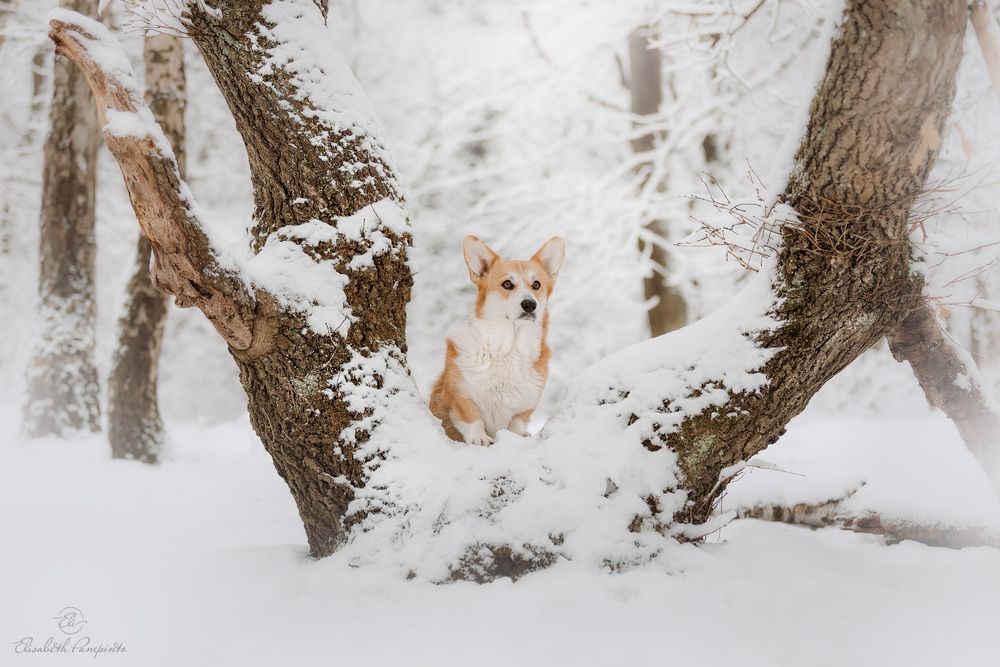 Photographe pour chien en Belgique. Corgi, canin, photographie haut de gamme.