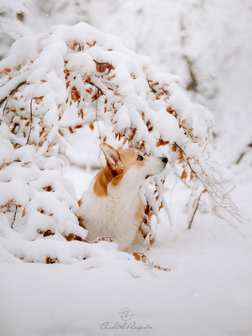 Photographe pour chien en Belgique. Corgi, canin, photographie haut de gamme.