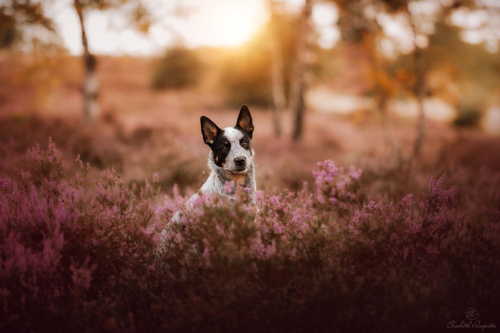 Photographe canin en Belgique. Canine photographer Belgium. Dog photographer Belgium. Photographe de chien en Belgique. Hondfotografie.