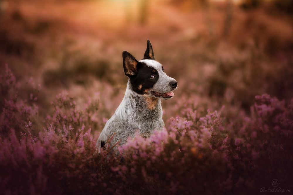 Photographe canin en Belgique. Canine photographer Belgium. Dog photographer Belgium. Photographe de chien en Belgique. Hondfotografie.