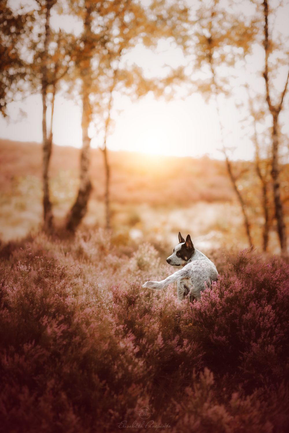 Photographe canin en Belgique. Canine photographer Belgium. Dog photographer Belgium. Photographe de chien en Belgique. Hondfotografie.