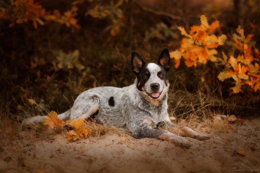 Photographe canin en Belgique. Canine photographer Belgium. Dog photographer Belgium. Photographe de chien en Belgique. Hondfotografie.