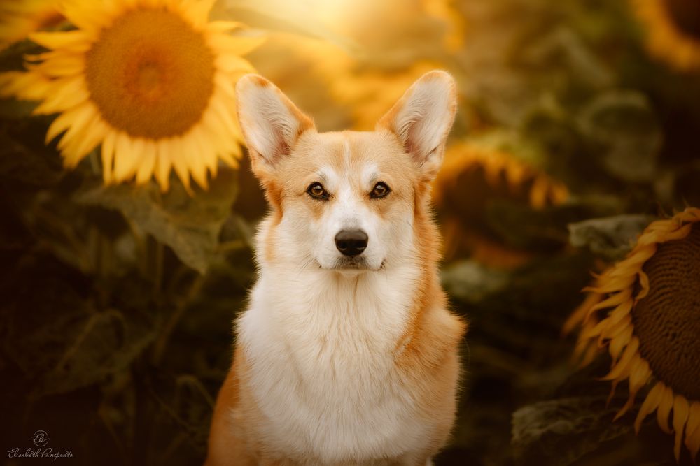 Photographe canin en Belgique. Canine photographer Belgium. Dog photographer Belgium. Photographe de chien en Belgique. Hondfotografie.