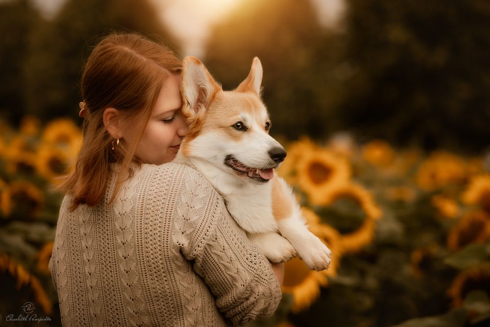 Photographe canin en Belgique. Canine photographer Belgium. Dog photographer Belgium. Photographe de chien en Belgique. Hondfotografie.