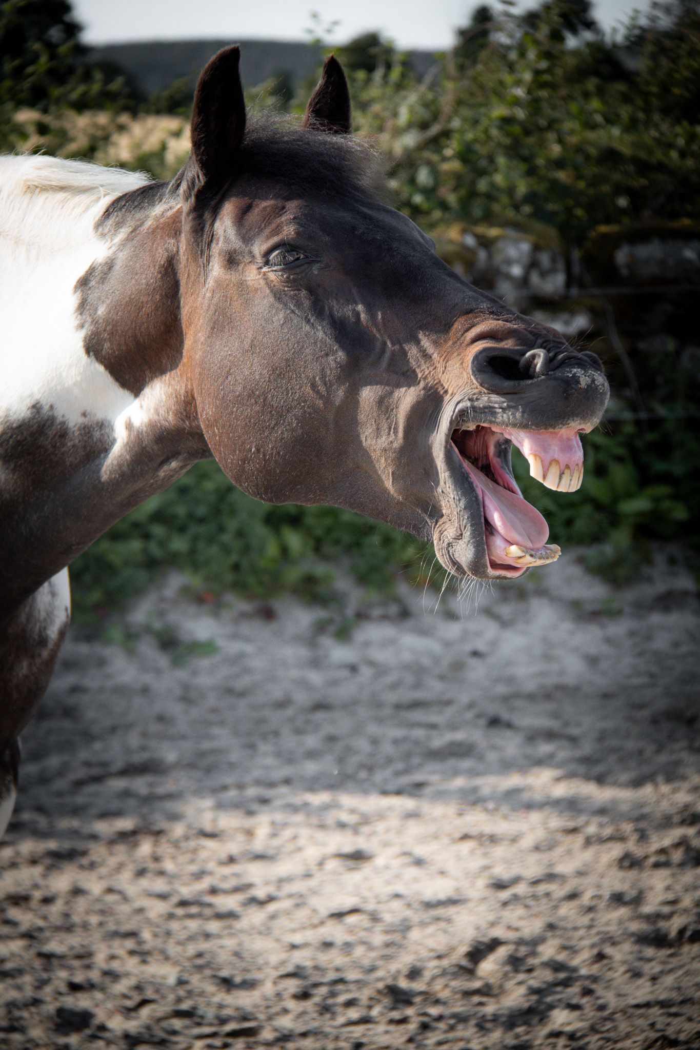head shot of a horse