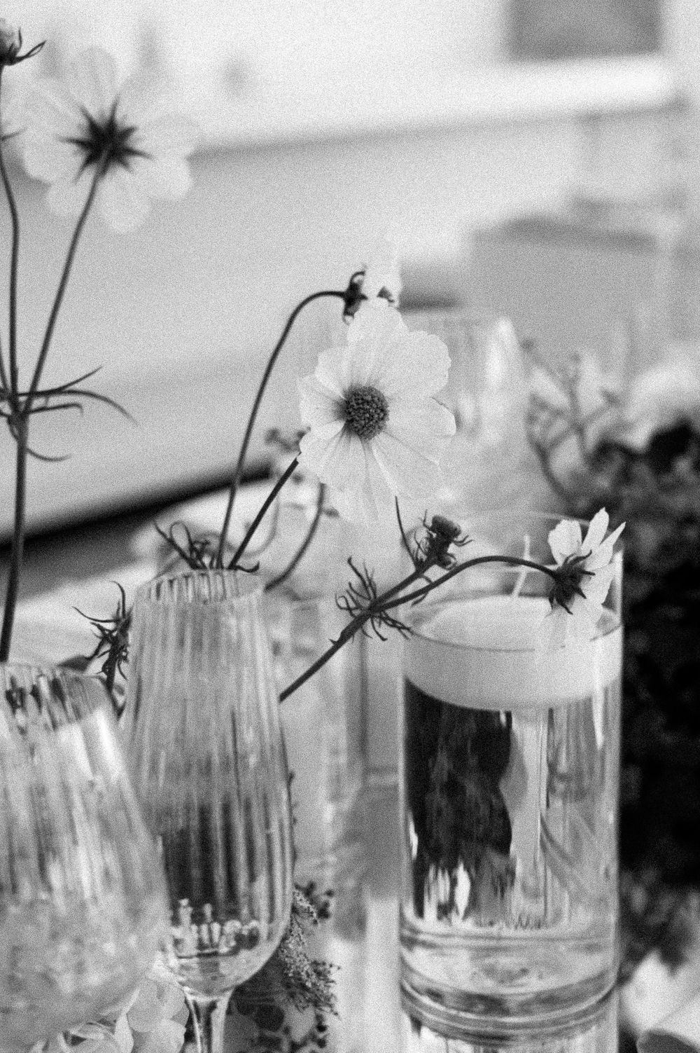 A row of delicate white cosmos flowers arranged in glass vases creating an elegant minimalist display.