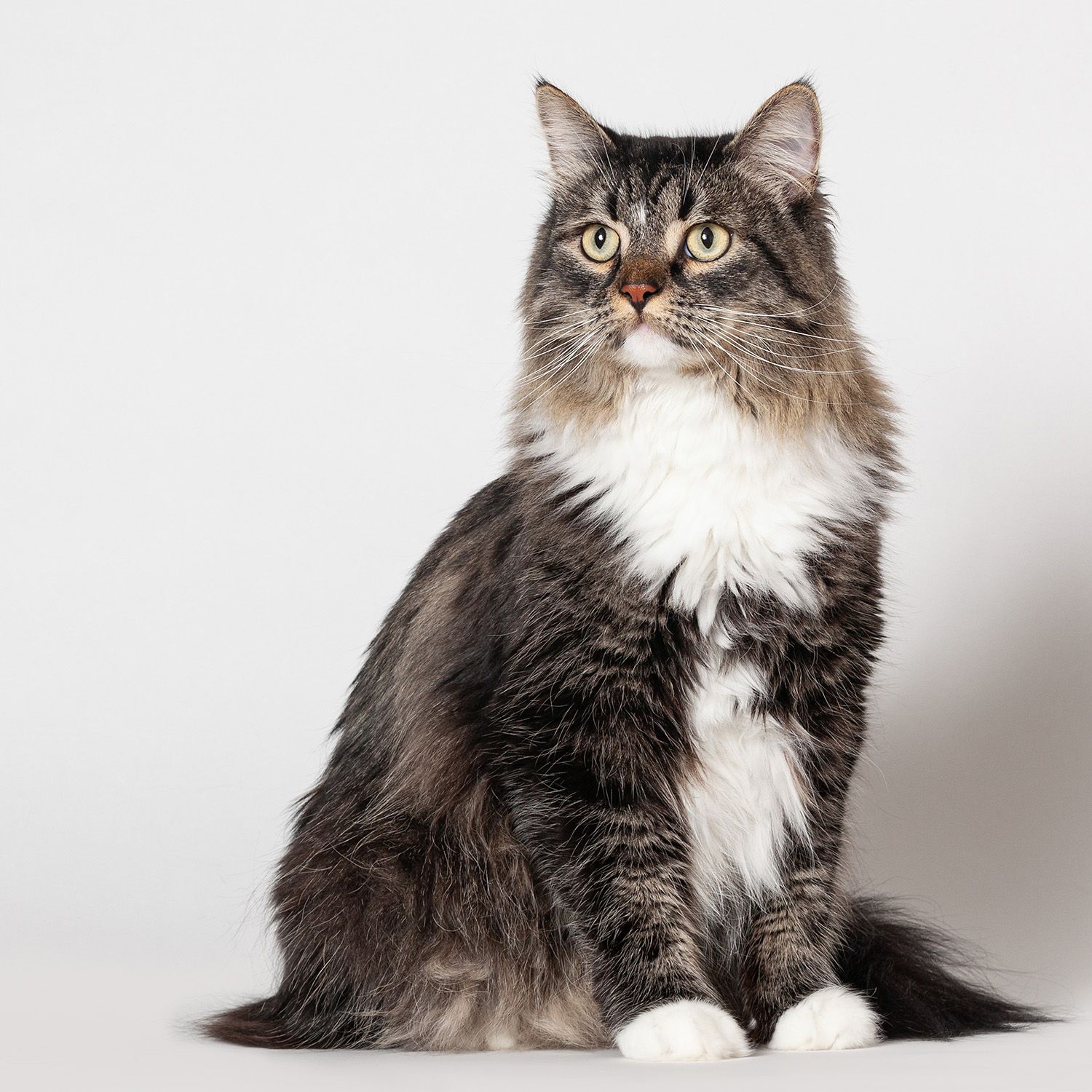 A majestic long-haired Maine Coon cat with brown and white fur sits upright against a light gray background, looking alert.