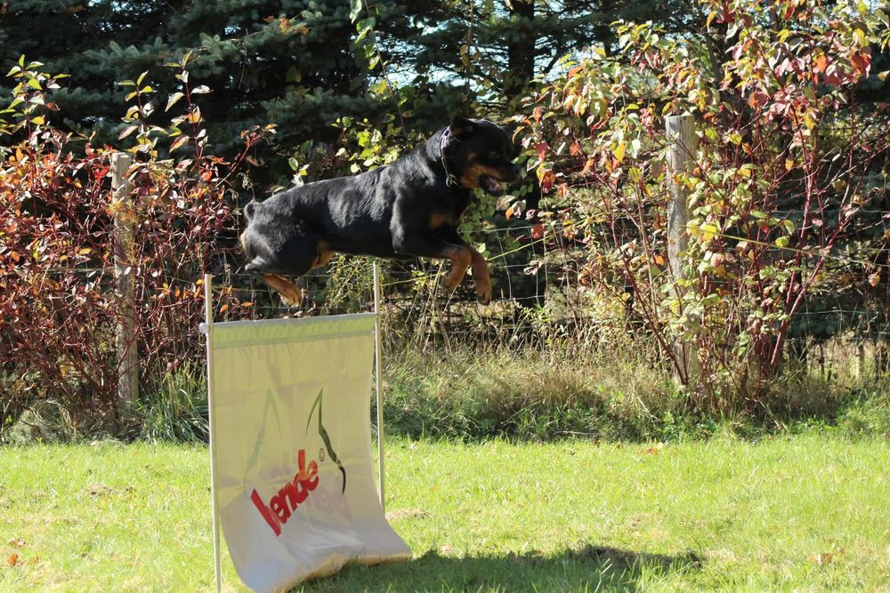 Agility dog