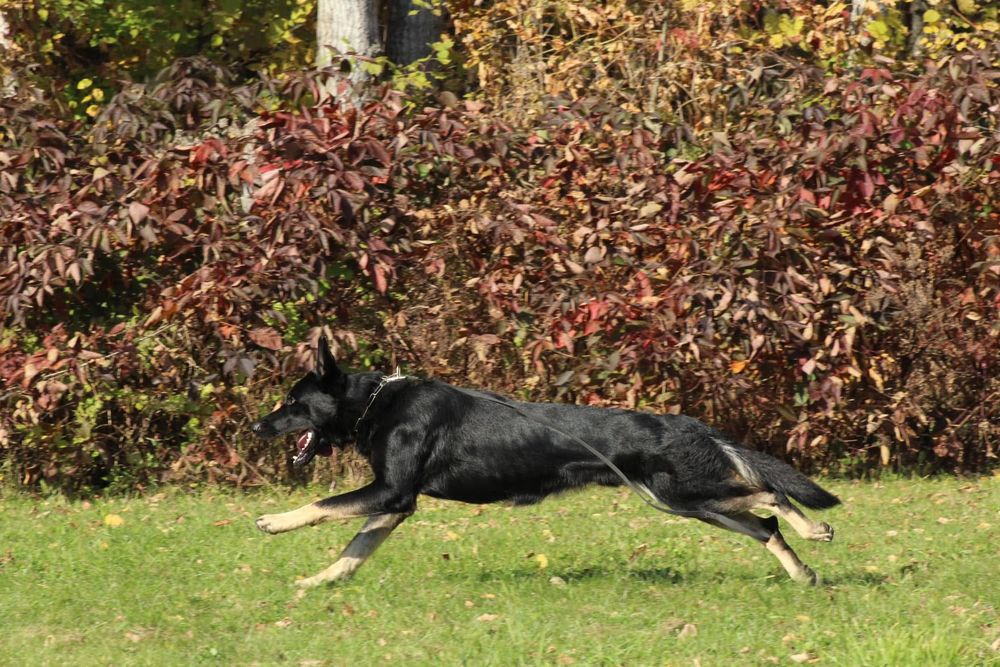 Running dog photography