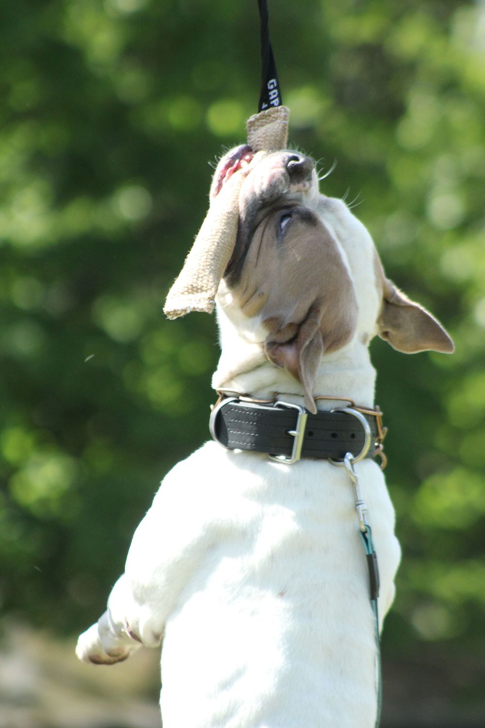 American Bulldog spring pole
