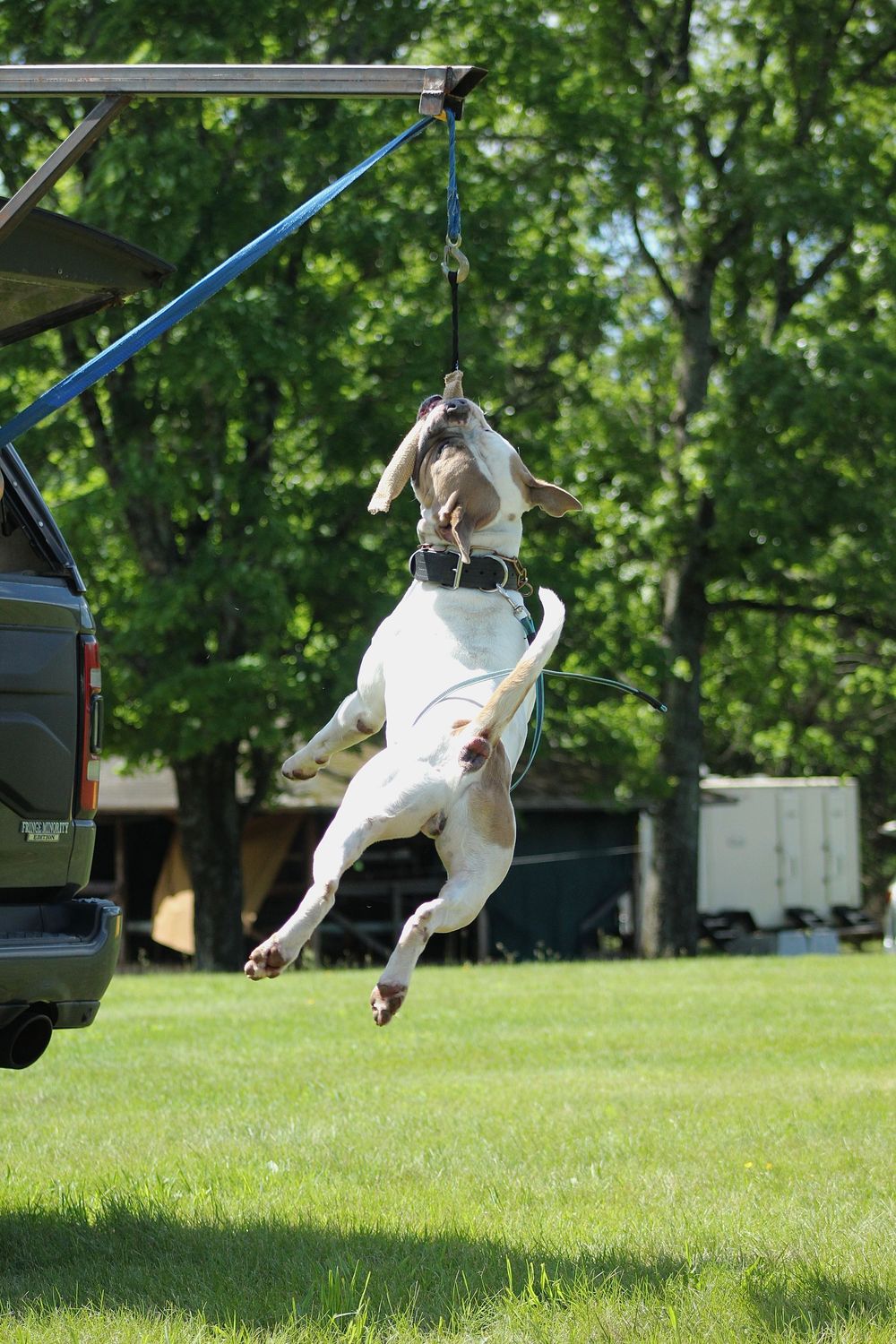 American Bulldog spring pole
