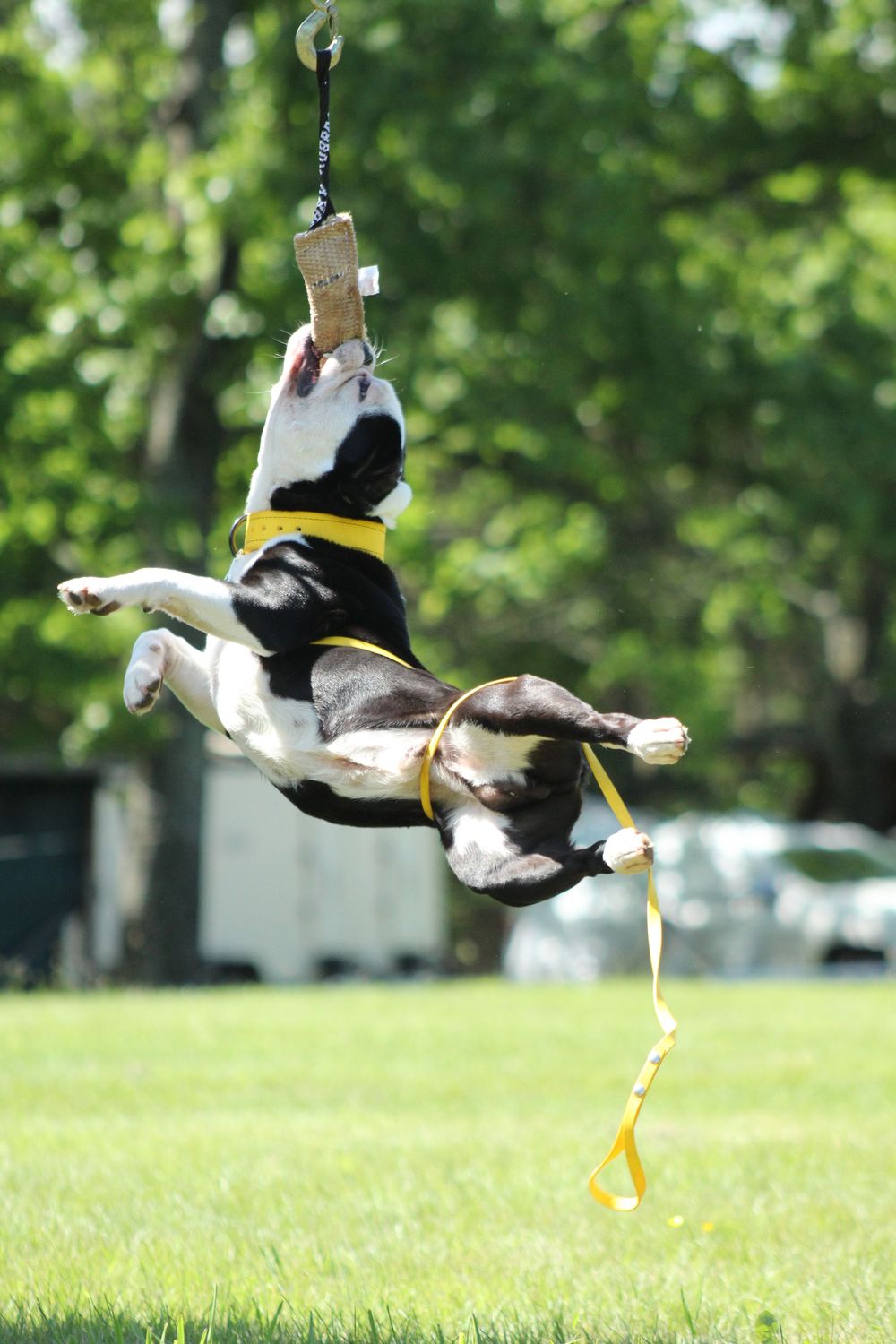 American Bulldog spring pole