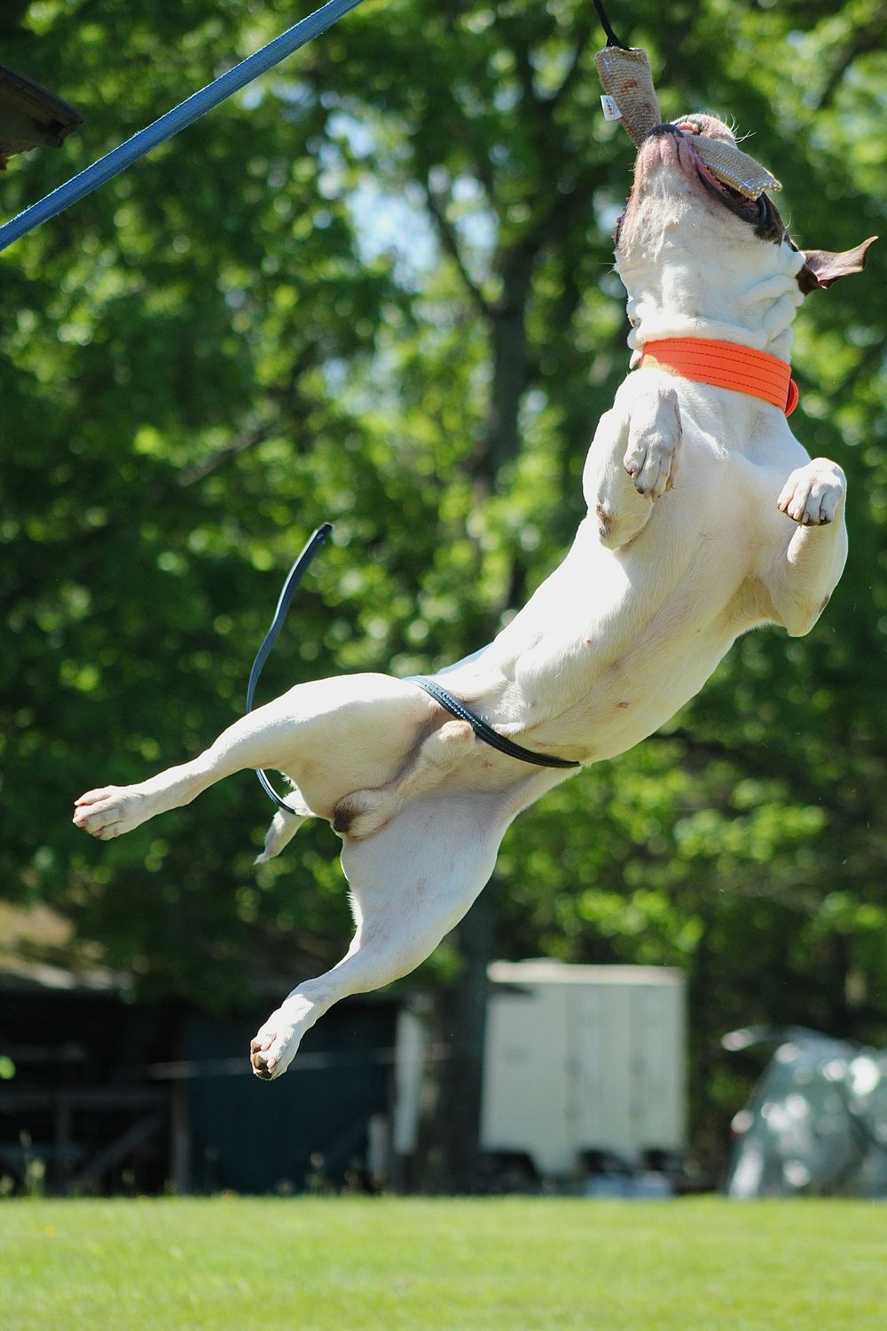 American Bulldog spring pole