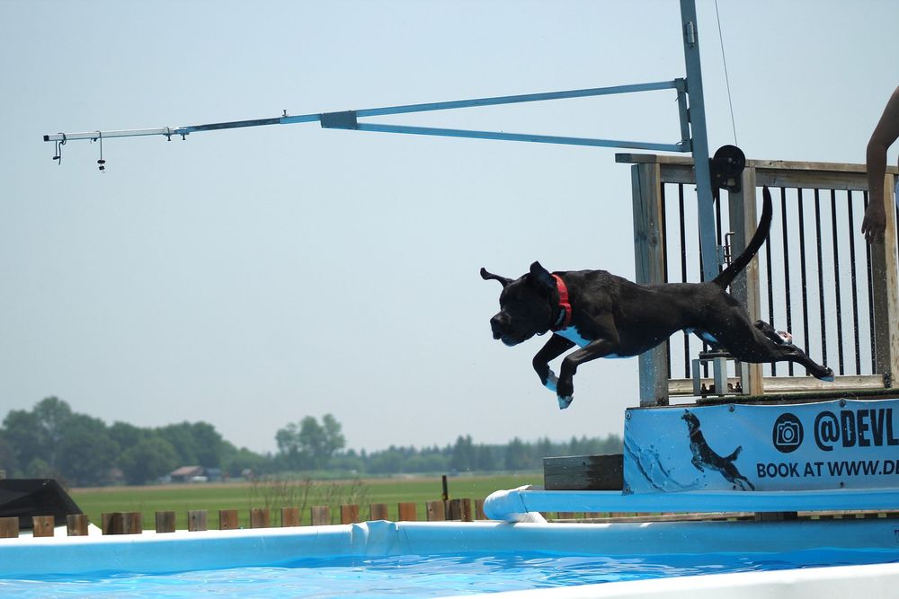 Dock diving dog sport