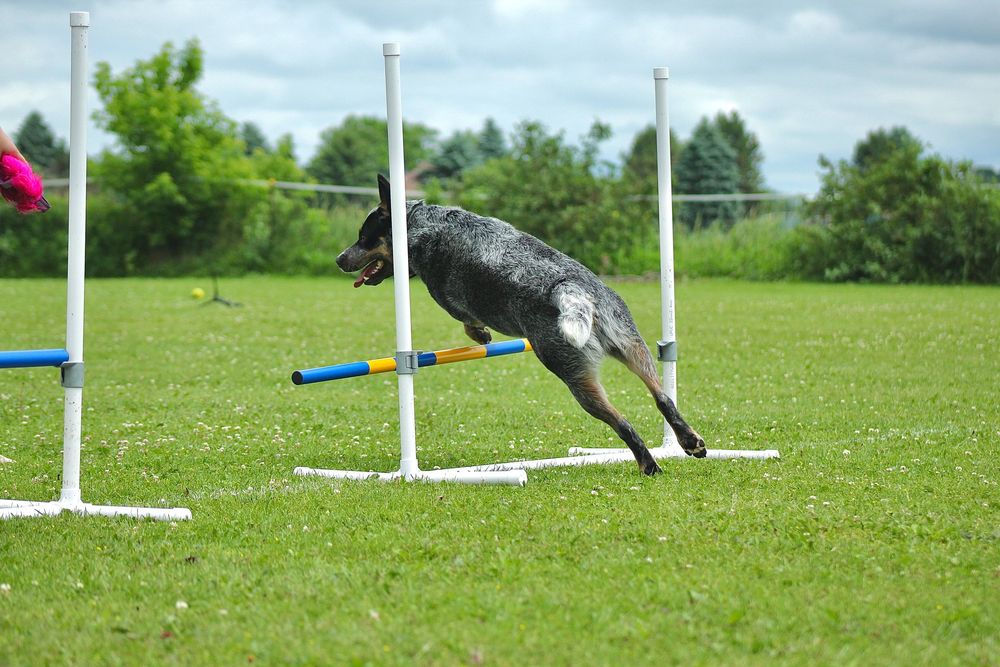 Dog agility sports