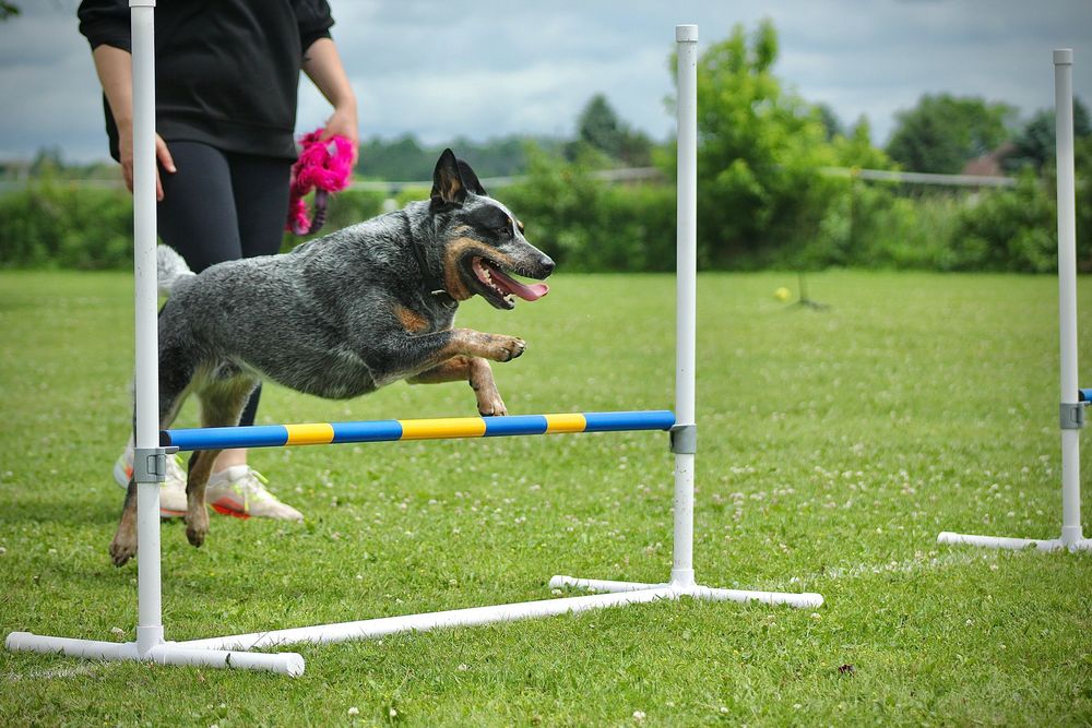 Dog agility sports