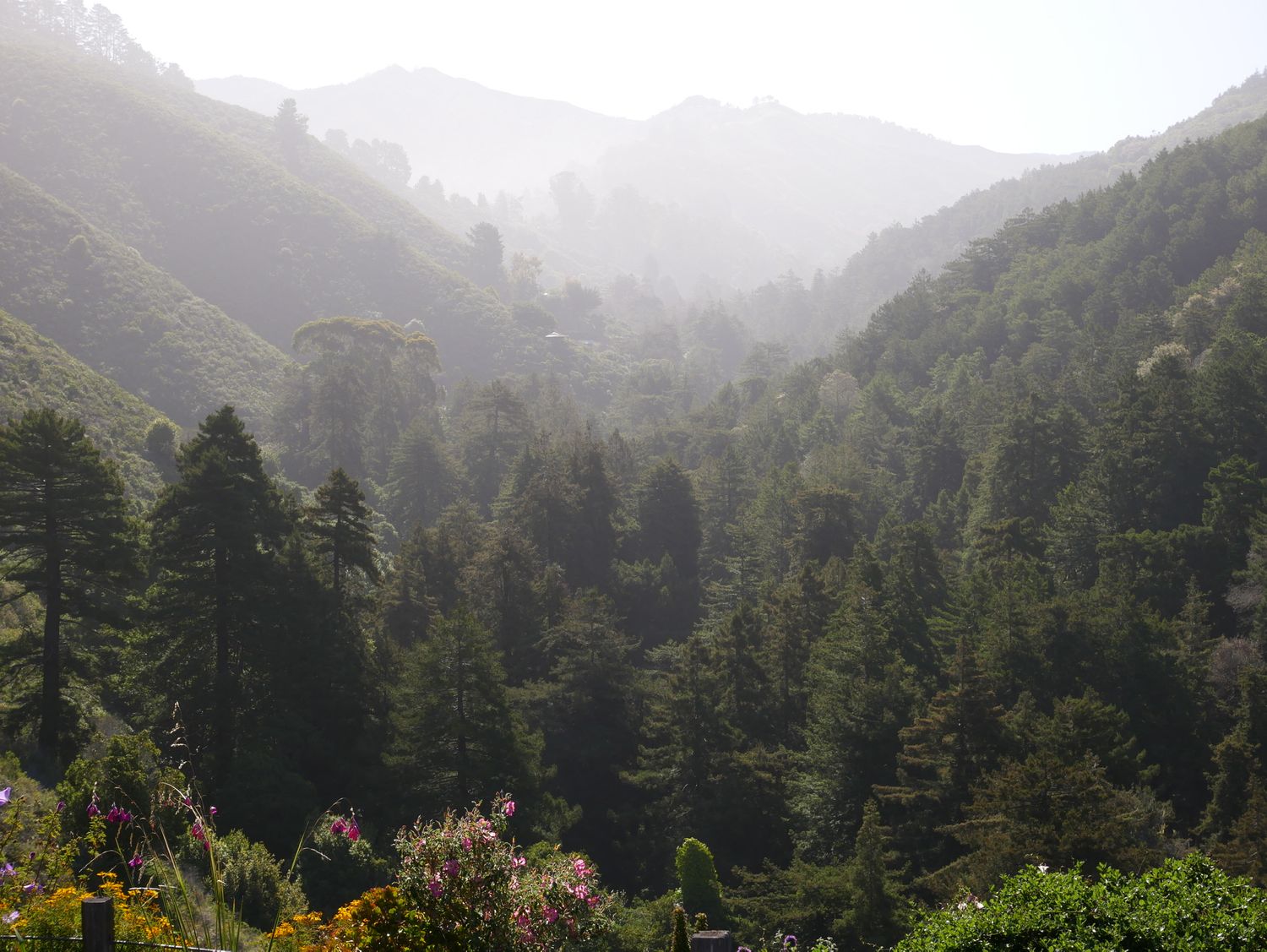 Misty mountain landscape with evergreen forest in foggy conditions.