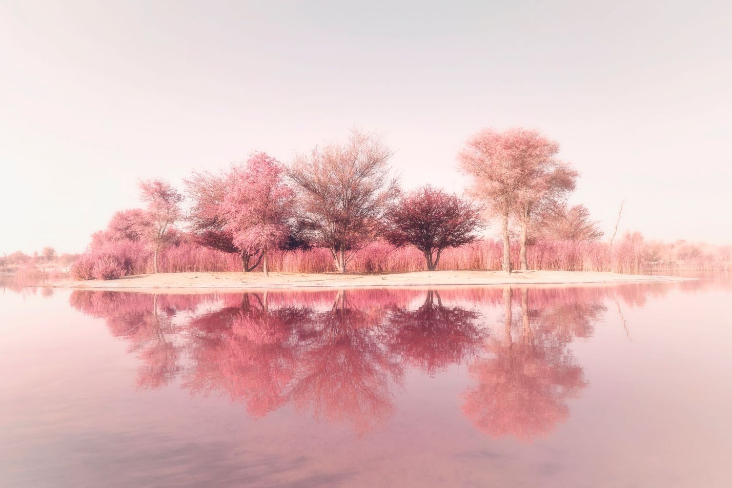 Pink-tinted trees reflect perfectly in still water creating a dreamy mirrored landscape.