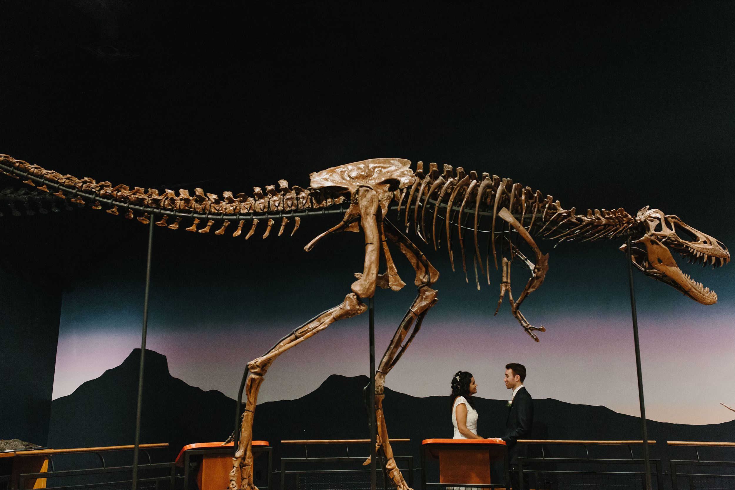 Dramatic silhouettes of dinosaur skeletons displayed in a dark museum setting.