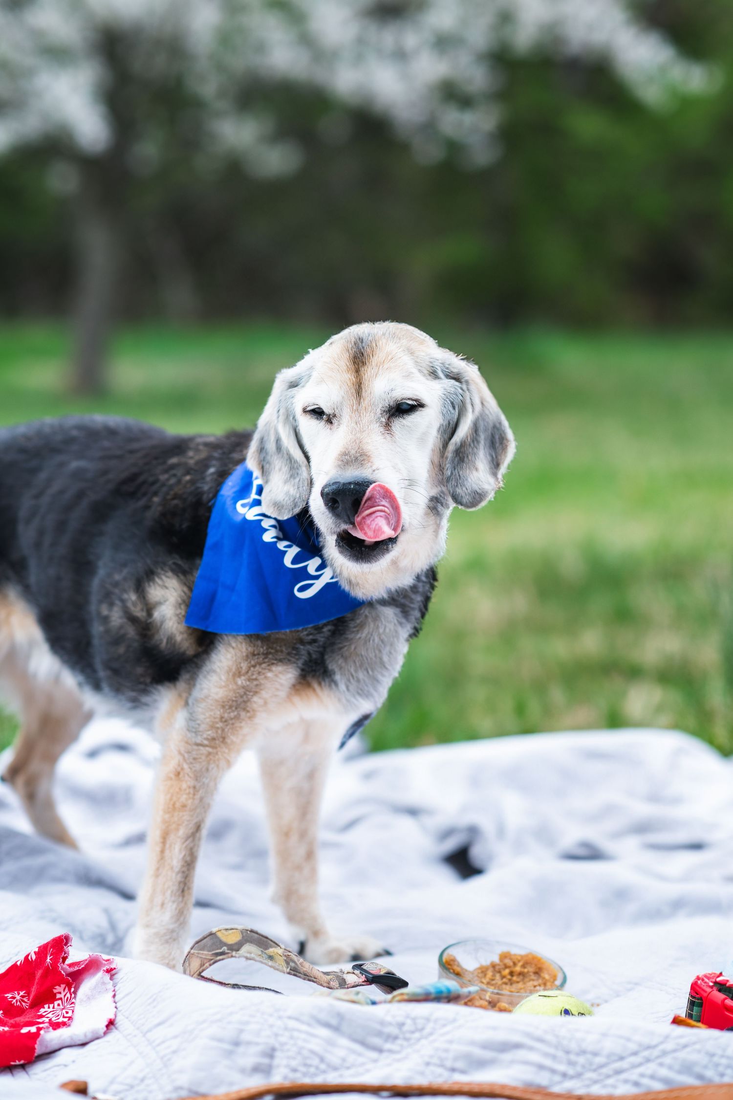 Cute senior dog wearing blue bandana sitting on blanket outdoors with toys scattered around.