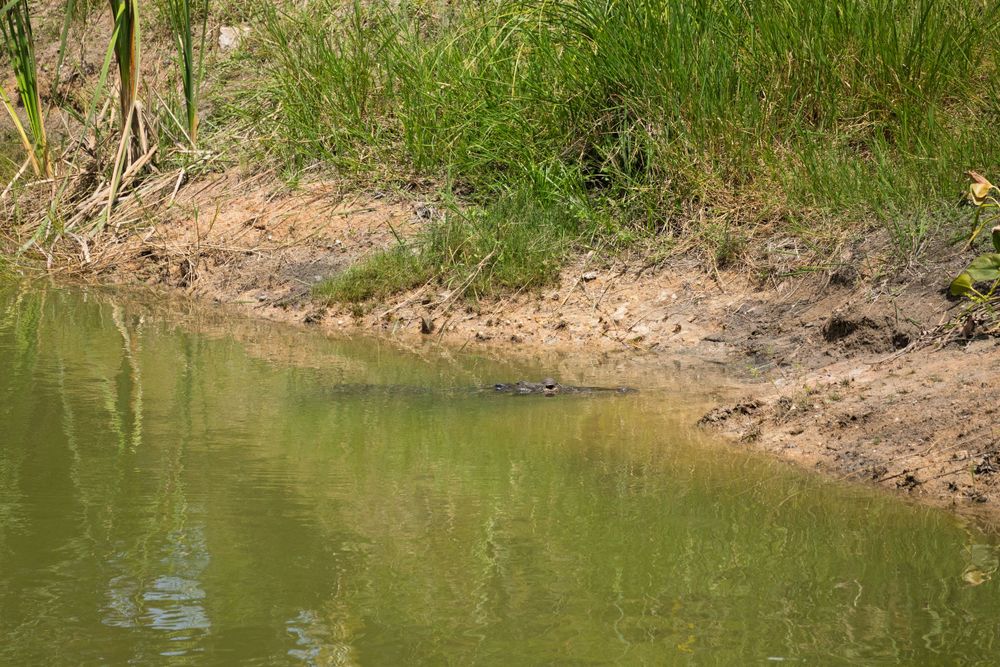 Natural shoreline with green grass and murky water.